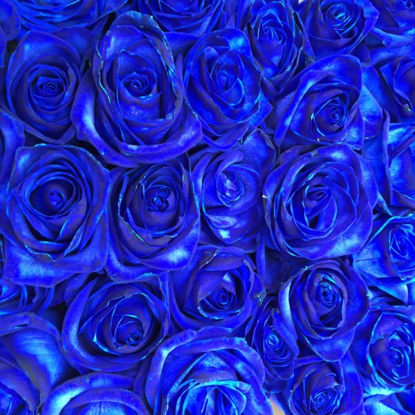 роза голубая