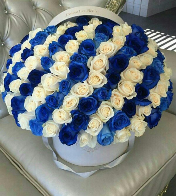 роза венделла синяя