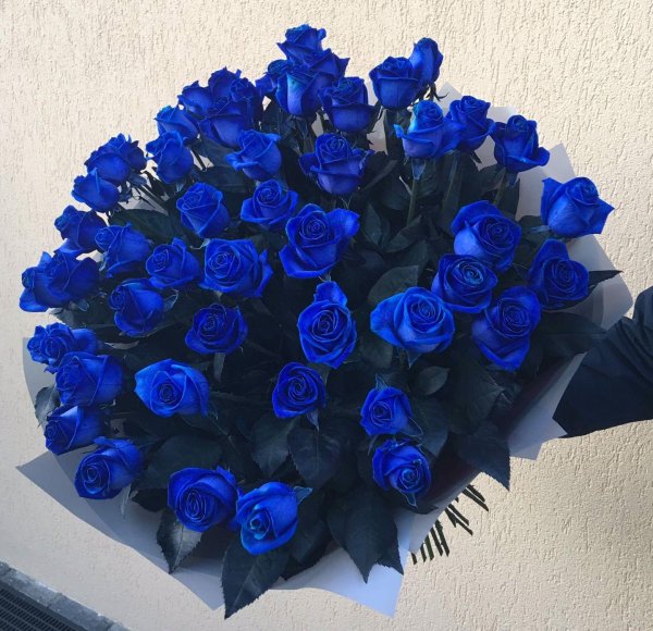 свидание синих роз