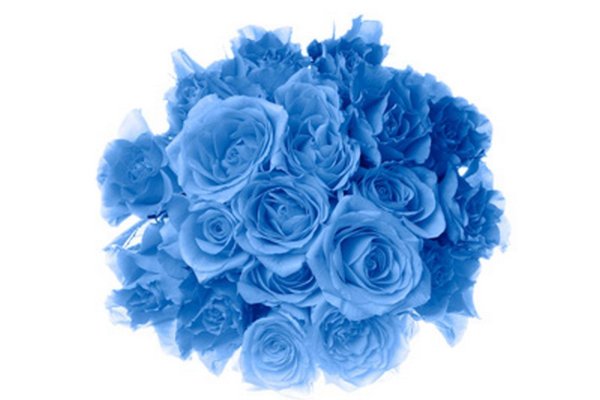 роза венделла синяя