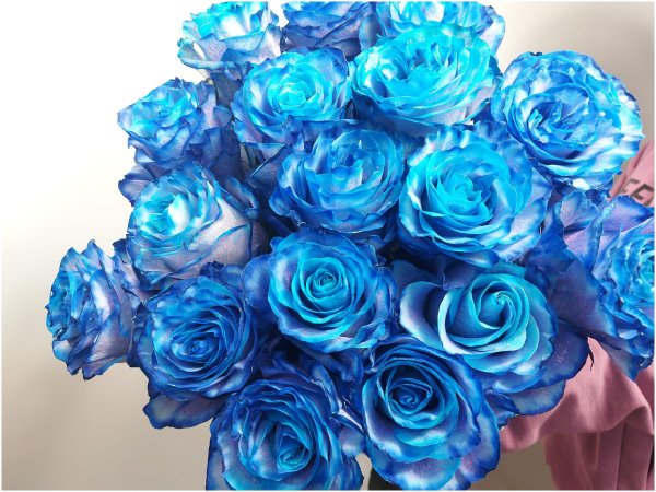 роза голубая