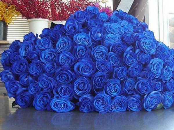 роза венделла синяя