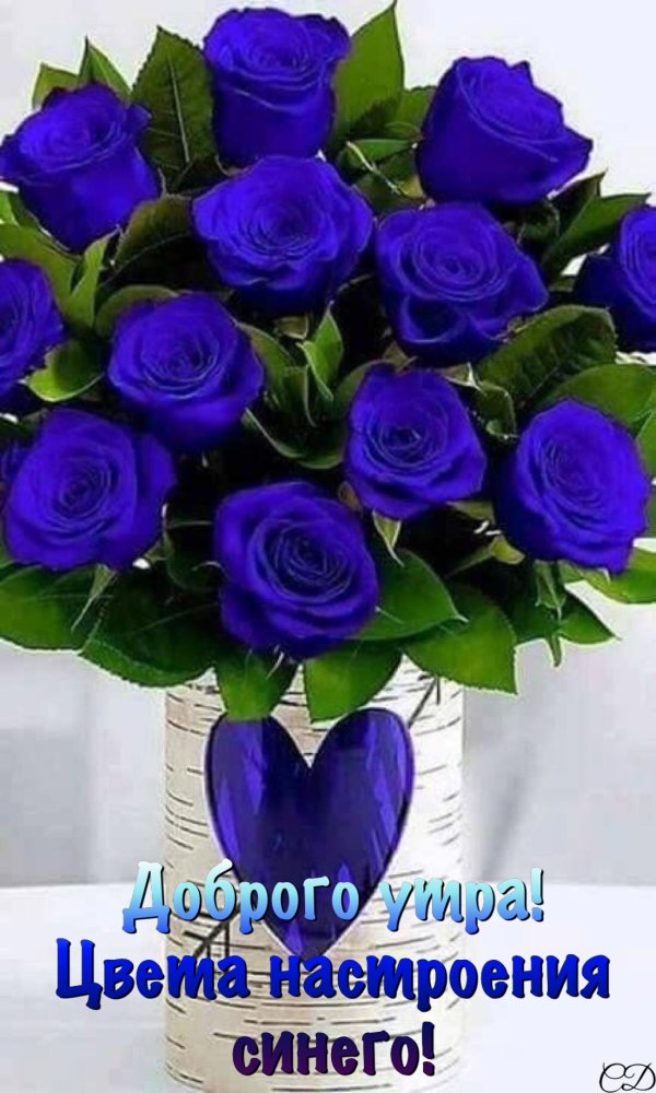 роза синий