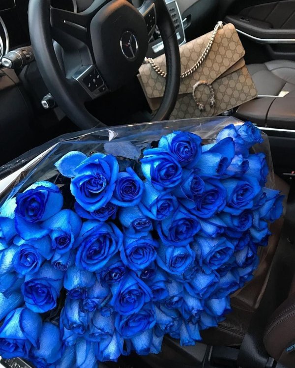 роза венделла синяя