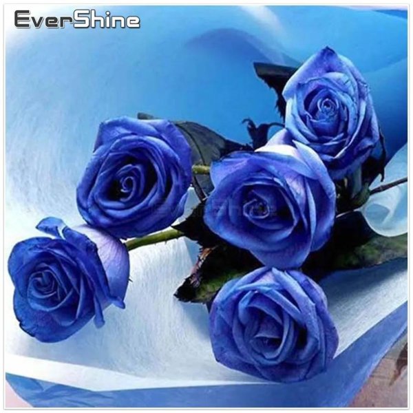 роза голубая