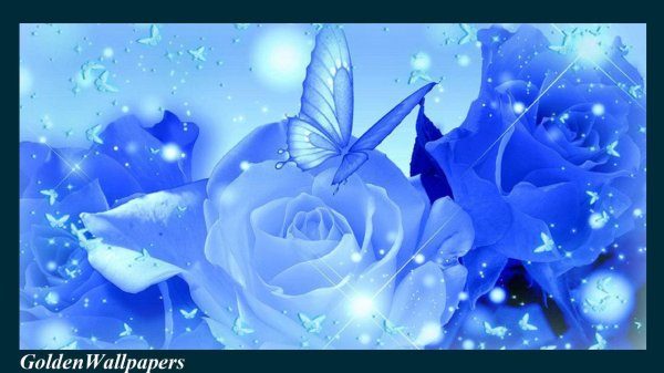 красивые синие цветы