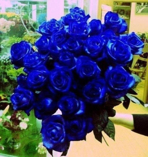 роза венделла синяя