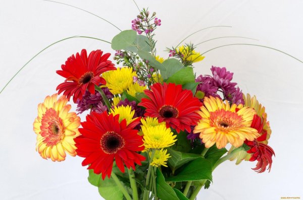 гербера букет