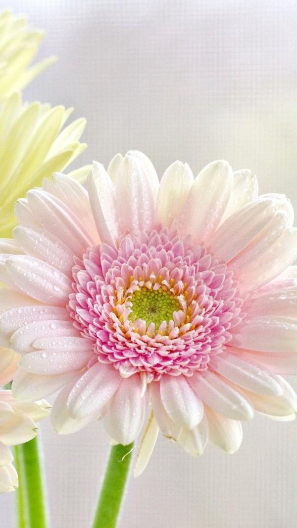 нежный цветок