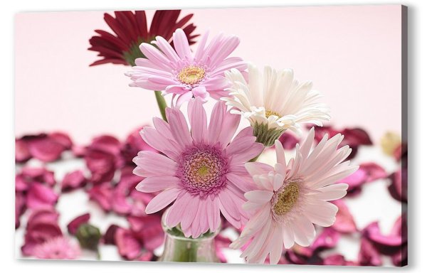 маргаритка гербер