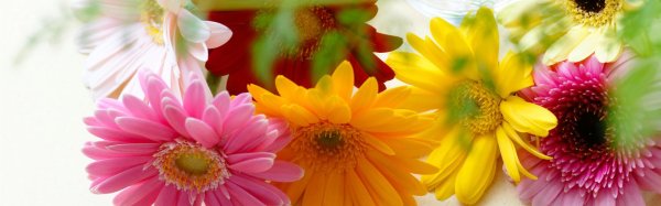 цветок яркий