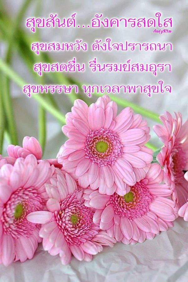 маргаритка гербера