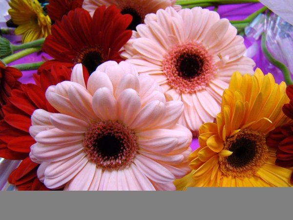 цветок гербер