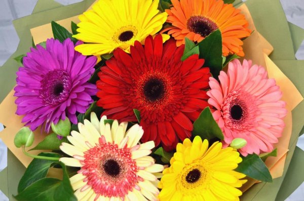 открытка с герберами