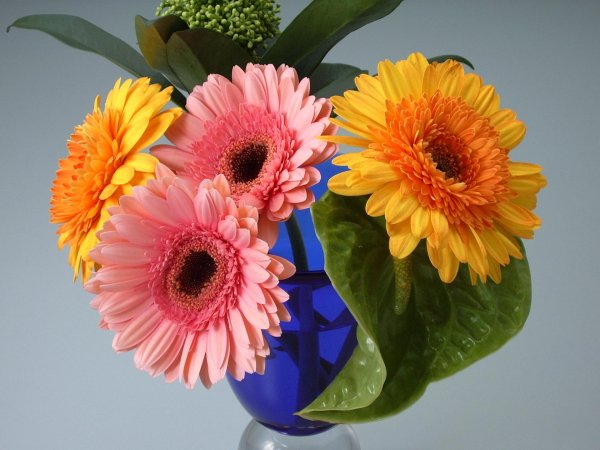 гербера гули