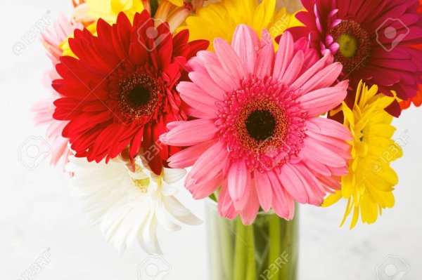 гербера срезка микс