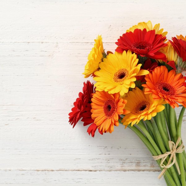 гербера цветок