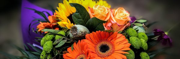 оранжевая гербера