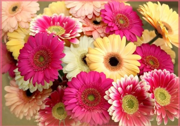 гербера микс