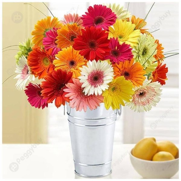 гербера мариатта