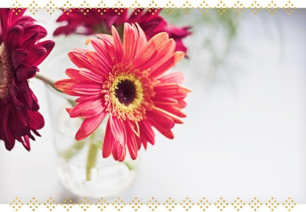 гербера джулия