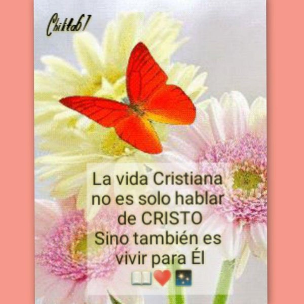 бабочка яркая