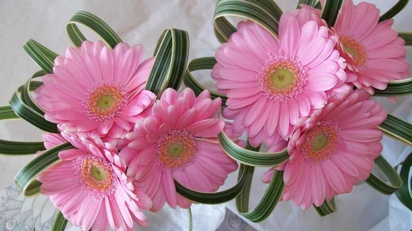 цветок гербер