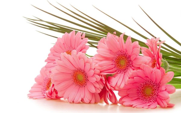 картины с герберами