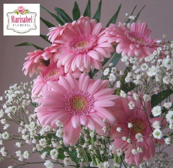 цветок гербер