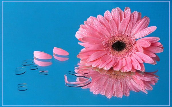 открытка с герберами