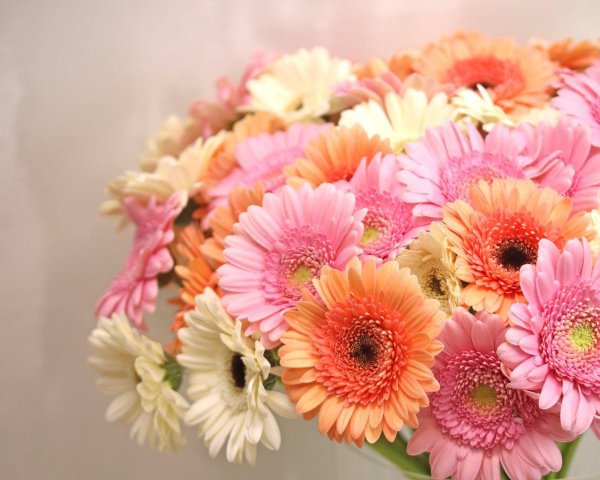 гербера мини мэйси