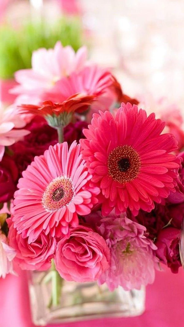 gerbera daisies