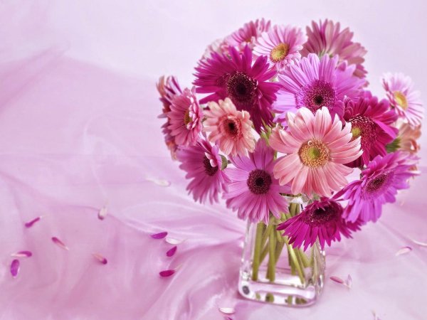 гербера мариатта