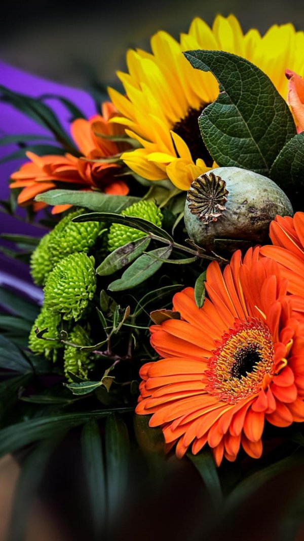 оранжевые цветы