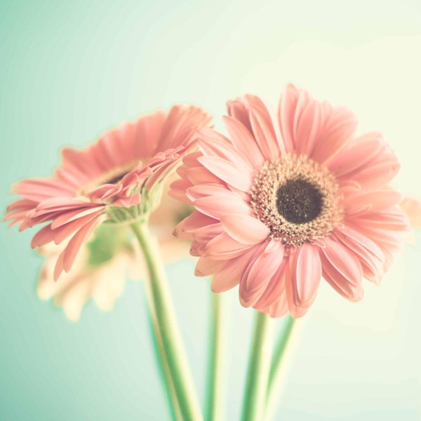 цветок гербер