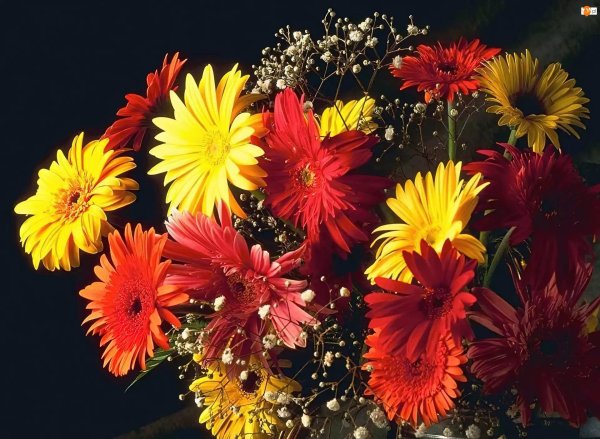 осенние цветы