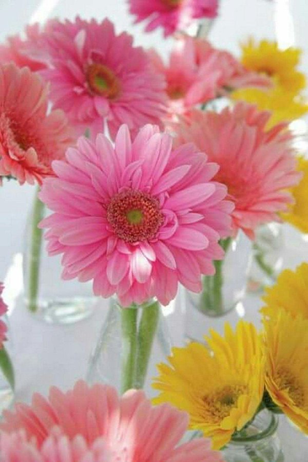 маргаритка гербер