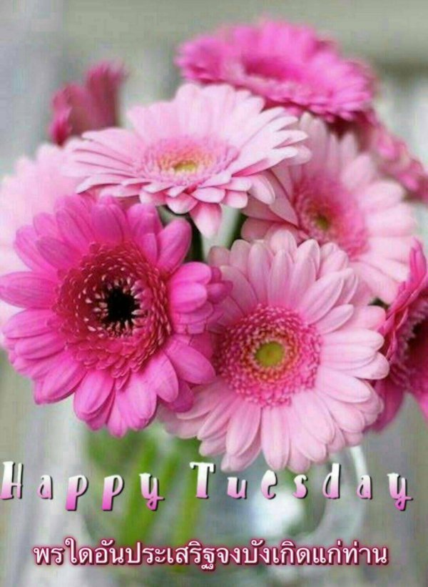 happy tuesday
