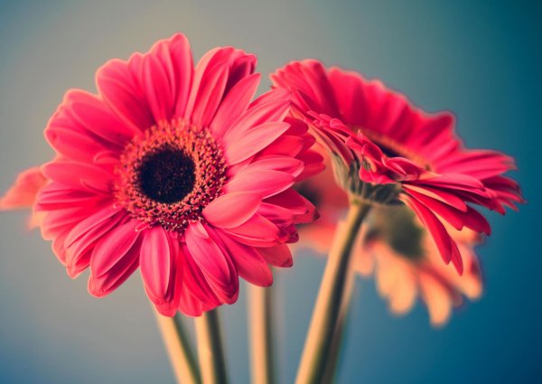 гербера мариатта