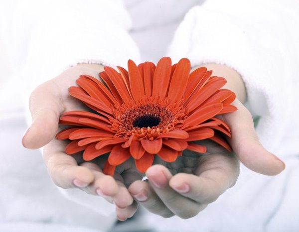 гербера красная