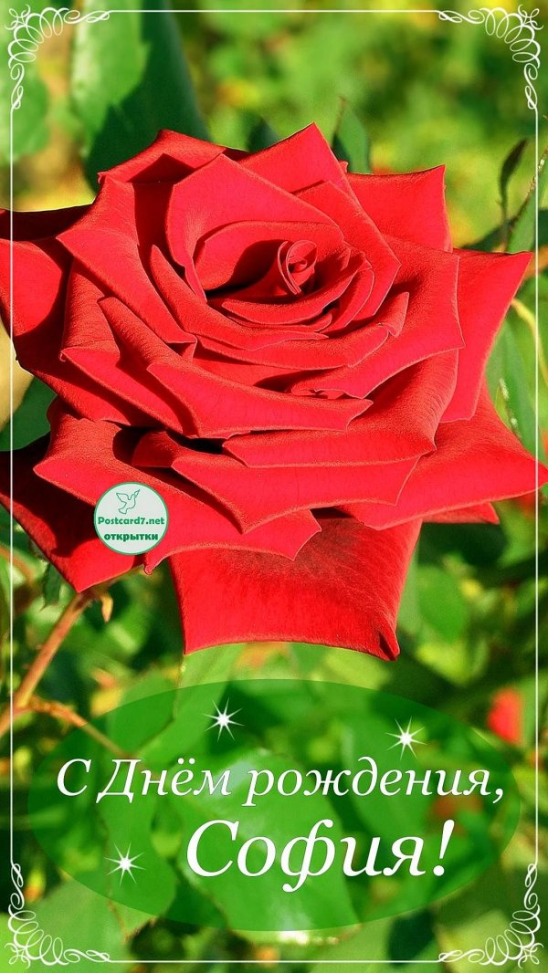 софия с днём рождения открытки красивые