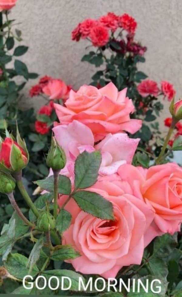 роза менхерзаубер