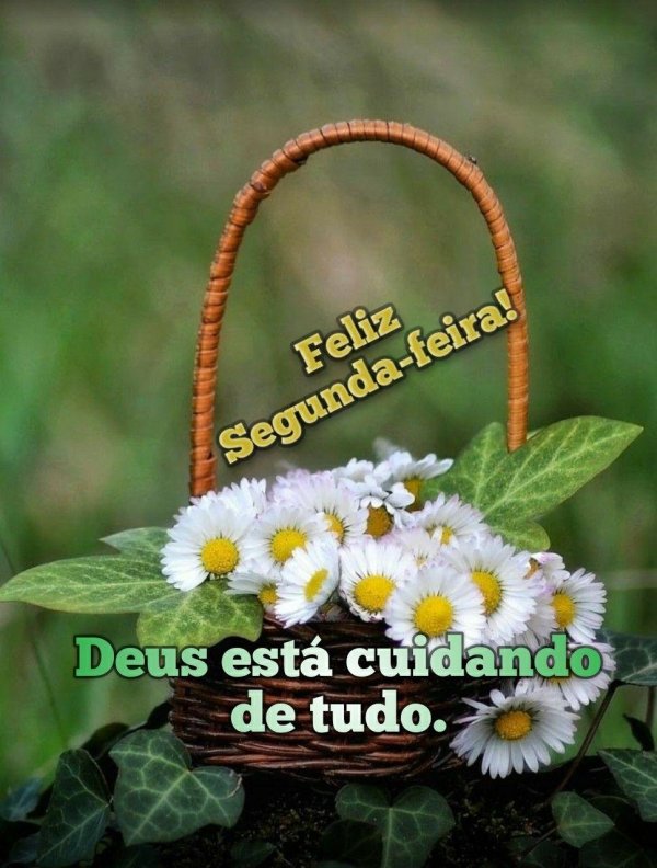 маргаритки в корзине