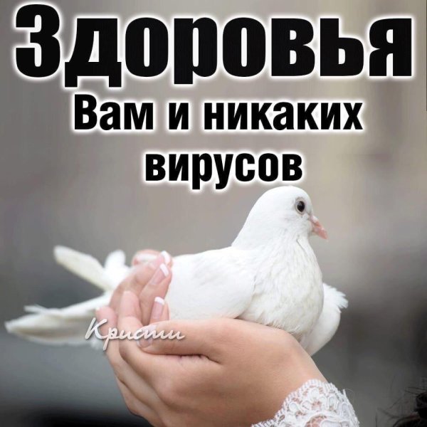 белая голубь