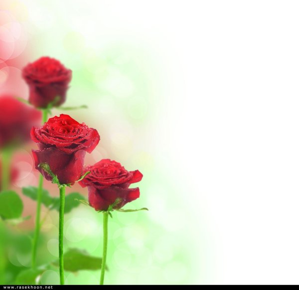 красная роза