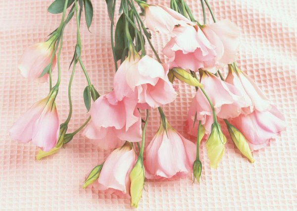 цветок эустома