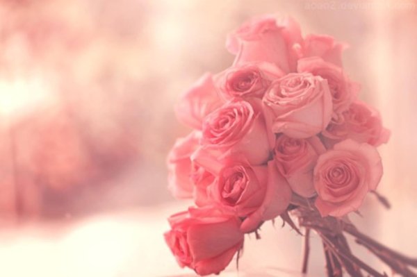 роза нежная