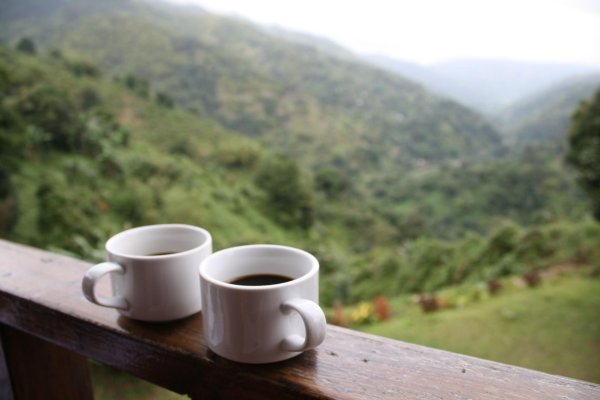 терруар кофе