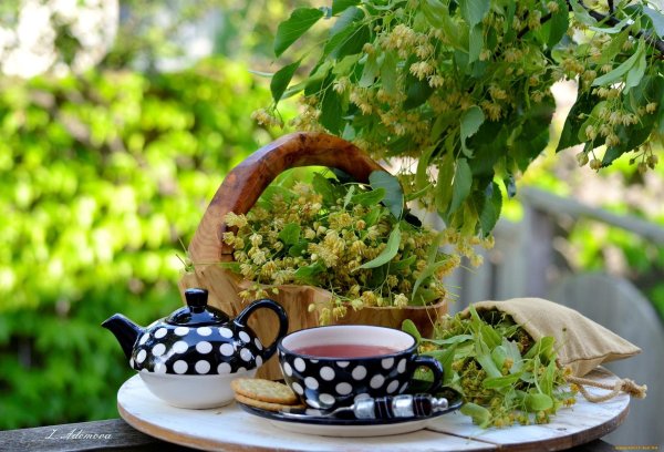 липовый чай