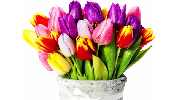 тюльпан цветок